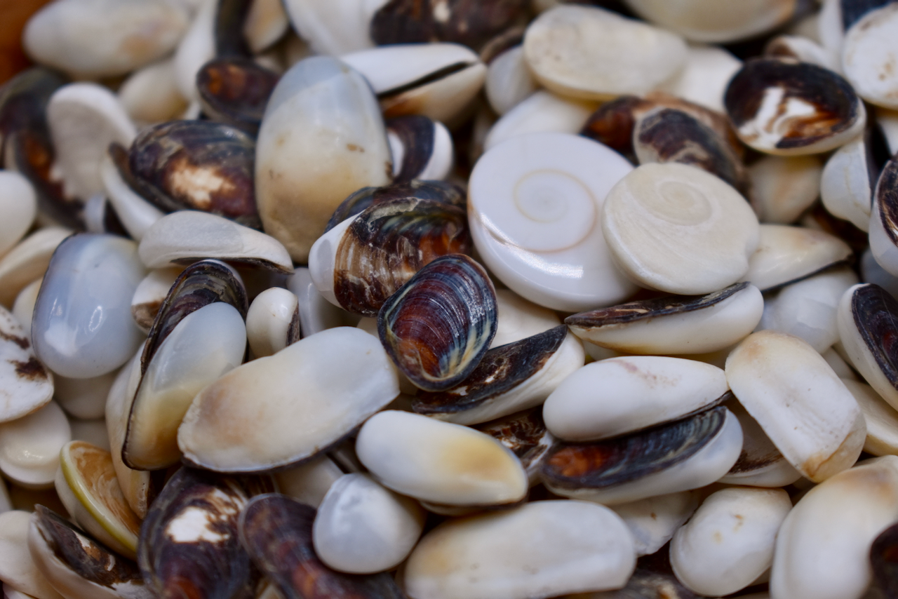 Operculum Shells